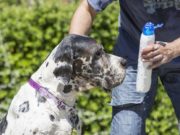 4 Best Dandruff Shampoos for Dogs Best Dandruff Shampoos for Dogs