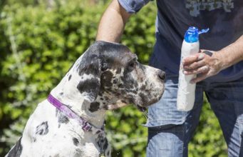 4 Best Dandruff Shampoos for Dogs Best Dandruff Shampoos for Dogs