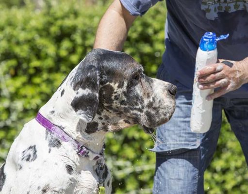 4 Best Dandruff Shampoos for Dogs Best Dandruff Shampoos for Dogs