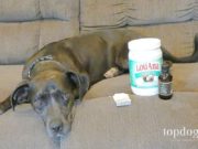 3 Best Hot Spot Dog Home Remedy Treatments Best Hot Spot Dog Home Remedy