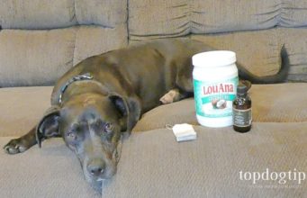 3 Best Hot Spot Dog Home Remedy Treatments Best Hot Spot Dog Home Remedy