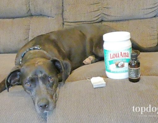 3 Best Hot Spot Dog Home Remedy Treatments Best Hot Spot Dog Home Remedy