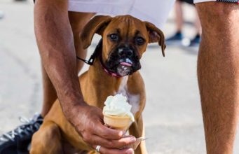 Can Dogs Eat Ice Cream? Can Dogs Eat Ice Cream? featured image