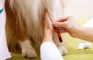 Do Dogs Have Blood Types? (And Other Related Facts) Do Dogs Have Blood Types