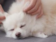 Do Dogs Like Massages? Why and What You Should Know Do Dogs Like Massages