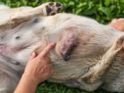 Dog Breast Cancer: A Brief Guide Dog Breast Cancer - A Brief Guide