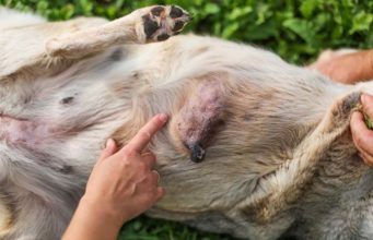 Dog Breast Cancer: A Brief Guide Dog Breast Cancer - A Brief Guide