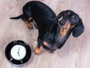 Dog Feeding Schedule: Why It’s Important and How to Do It Dog Feeding Schedule - What Owner’s Must Know