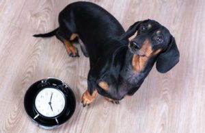 Dog Feeding Schedule: Why It’s Important and How to Do It Dog Feeding Schedule - What Owner’s Must Know