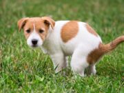 6 Reasons Why Your Dog Has Hard Poop and What to Do Dog Has Hard Poop - 6 Reasons Why and How to Fix This Problem Quickly