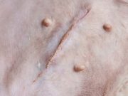 Dog Pyometra: What Owners Must Know Dog Pyometra - What Owners Must Know