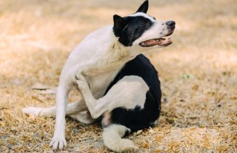 Dog Scratching But No Fleas? 8 Other Causes of Itching and Solutions Dog Scratching But No Fleas - 8 Other Causes of Itching and Solutions