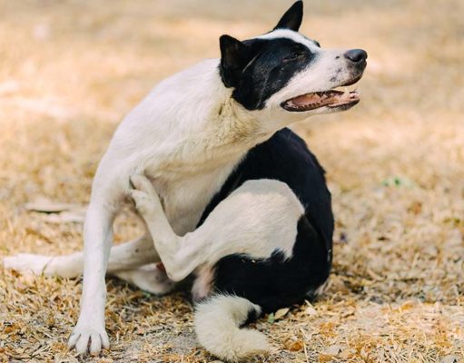 Dog Scratching But No Fleas? 8 Other Causes of Itching and Solutions Dog Scratching But No Fleas - 8 Other Causes of Itching and Solutions