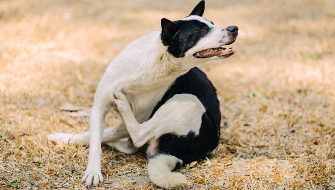 Dog Scratching But No Fleas? 8 Other Causes of Itching and Solutions