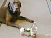 How To Make Dog UTI Home Remedy Dog UTI Home Remedy