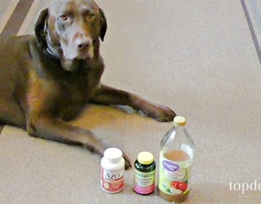 How To Make Dog UTI Home Remedy Dog UTI Home Remedy