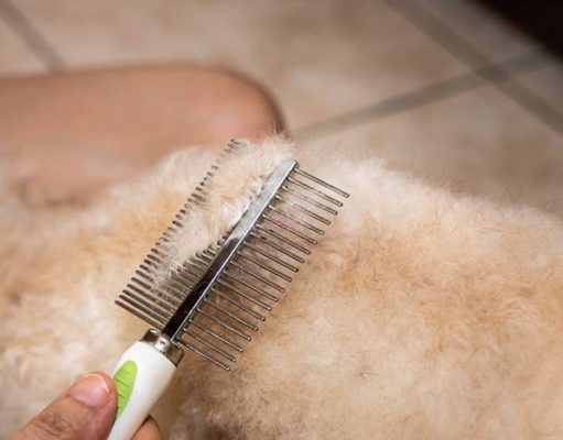 How to Get Sap Out Of Dog Fur How to Get Sap Out Of Dog Fur