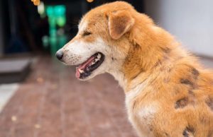 Malnutrition in Dogs: What Pet Owners Must Know Malnutrition in Dogs - What Pet Owners Must Know