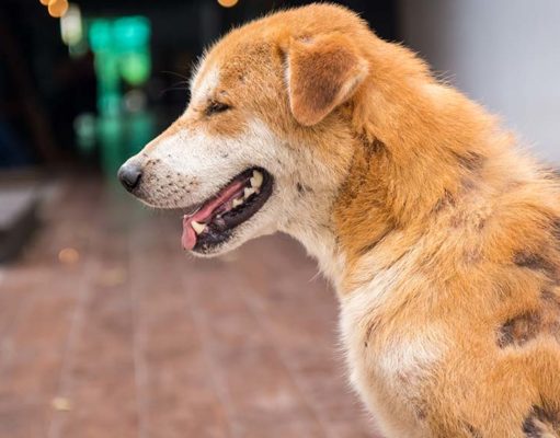 Malnutrition in Dogs: What Pet Owners Must Know Malnutrition in Dogs - What Pet Owners Must Know