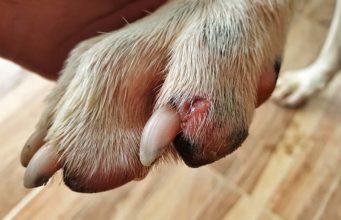 Tetanus in Dogs: What It Is, How to Deal With and Prevent It Tetanus in Dogs - How to Deal With It and Prevent It