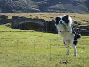 The Best Dog Fence Jumping Prevention The Best Dog Fence Jumping Prevention