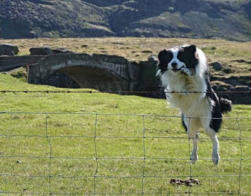 The Best Dog Fence Jumping Prevention The Best Dog Fence Jumping Prevention