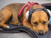 The Best Dog Hearing Protection The Best Dog Hearing Protection