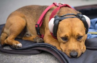 The Best Dog Hearing Protection The Best Dog Hearing Protection