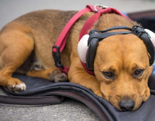 The Best Dog Hearing Protection The Best Dog Hearing Protection