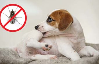 The Best Fly Repellents for Dogs The Best Fly Repellents for Dogs