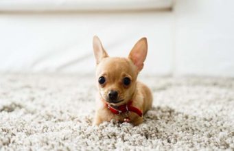 The Best Rugs for Dogs The Best Rugs for Dogs