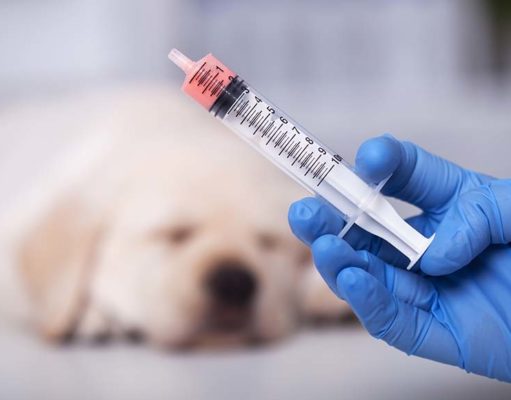 Top 10 Best Dog Dewormers Top 10 Best Dog Dewormers of 2020