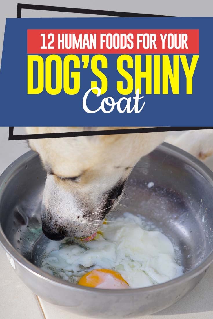 Top 12 Human Foods for Dog’s Shiny Coat