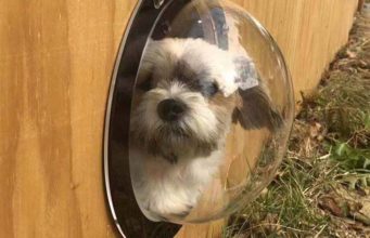 Top 5 Best Dog Fence Windows Top 5 Best Dog Fence Windows