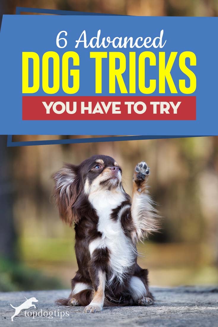 6 Advanced Dog Tricks You Have to Try – Top Dog Tips