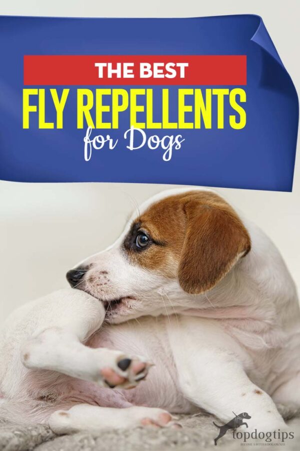 The Best Fly Repellents for Dogs