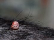 Warts on Dogs: The Complete Guide Warts on Dogs - The Complete Guide