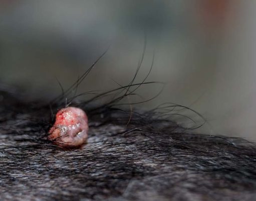 Warts on Dogs: The Complete Guide Warts on Dogs - The Complete Guide