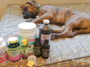 10 Essential Home Remedies for Dogs to Have at Home home remedies for dogs to have at home