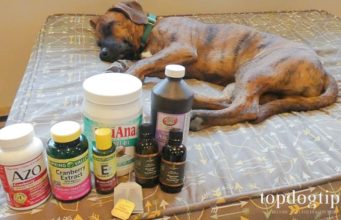 10 Essential Home Remedies for Dogs to Have at Home home remedies for dogs to have at home