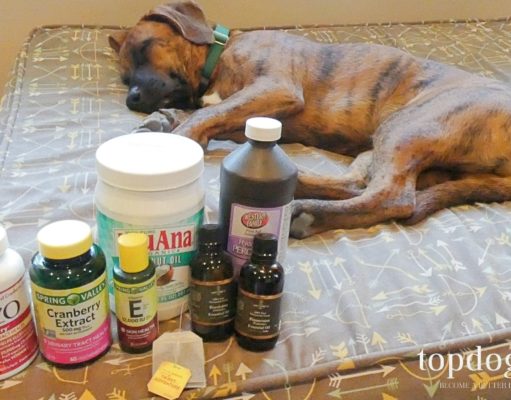 10 Essential Home Remedies for Dogs to Have at Home home remedies for dogs to have at home