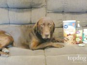 My 5 Favorite Itchy Dog Home Remedy itchy dog home remedy