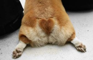 10 Most Famous Dog People in 2019 10 Most Famous Dog People in 2019