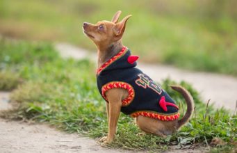 12 Best Dog Coats and Sweaters to Prepare You for the Fall 12 Best Dog Coats and Sweaters to Prepare You for the Fall
