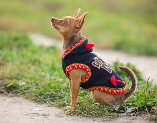 12 Best Dog Coats and Sweaters to Prepare You for the Fall 12 Best Dog Coats and Sweaters to Prepare You for the Fall
