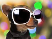 9 Most Stylish Sunglasses for Dogs to Try Right Now 9 Most Stylish Sunglasses for Dogs to Try Right Now