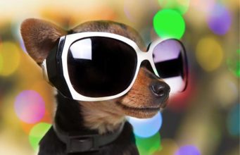 9 Most Stylish Sunglasses for Dogs to Try Right Now 9 Most Stylish Sunglasses for Dogs to Try Right Now