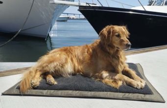 6 Best Dog Air Mattress Options for Sleeping Under the Stars Best Dog Air Mattress Options for Sleeping Under the Stars