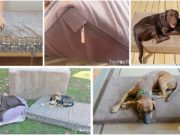 Top 4 Best Dog Mattress Beds Best Dog Mattress Beds