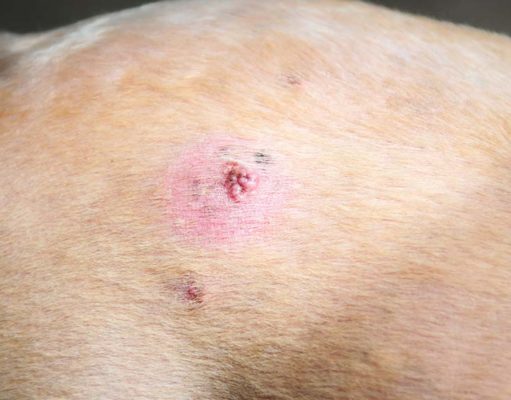 Bumps on a Dog’s Back: 7 Things It Could Be and What To Do Bumps on a Dogs Back - 7 Things It Could Be and What To Do